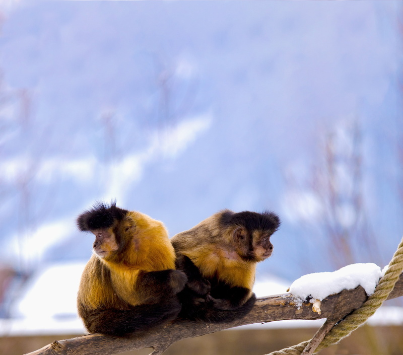 4K, two animals, capuchins, outdoors, primate, focus, snow, other paths, no people, photography, sitting, animal family, together, monkeys, animals in the wild