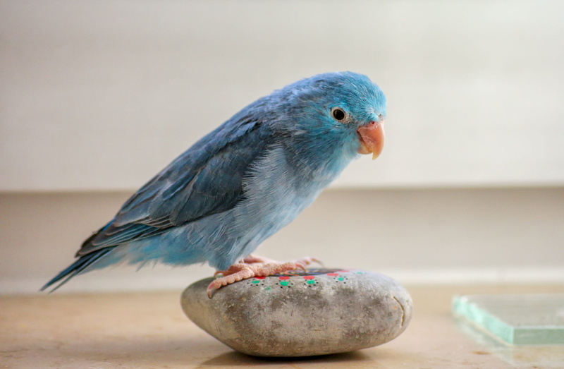 blue, animal world, table, forpus, 4K, animals, focus on foreground, parrotlet, animals in the wild, bird, parrot, female, one animal, animal wildlife