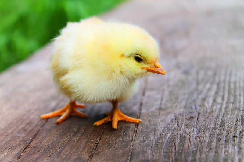 vertebrate, animal, focus on foreground, young animal, domestic, chicks, animal themes, close-up, cute, yellow, pets, easter, one animal, livestock, mammal