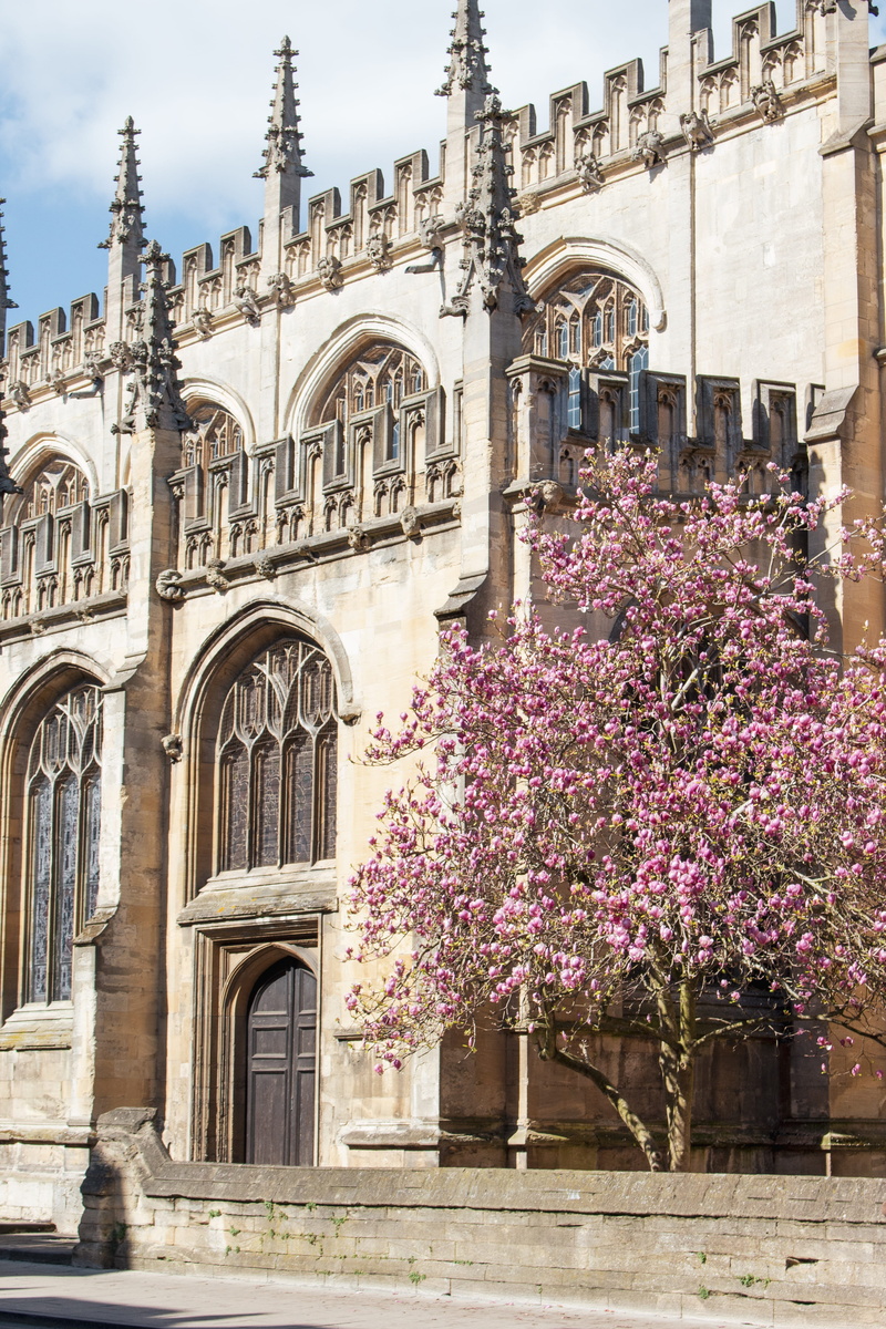 blossom, 4K, flowering plant, building, place of worship, day, spire, built structure, building exterior, arbour, oxford, no people, urban, history, location