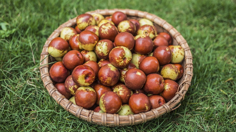 wellbeing, nature, field, brown, harvest, fruits, no people, harvesting, ripe, grass, bazaar, healthy eating, onion, produce, citrus fruit, shallot, agriculture
