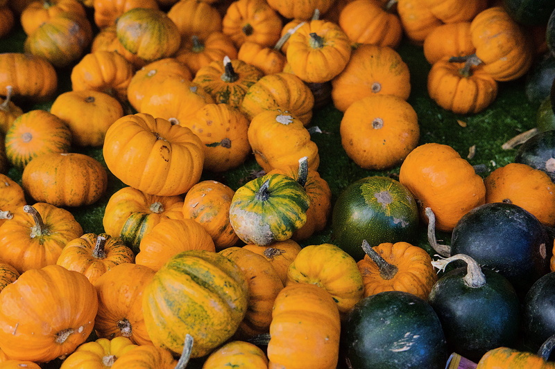 no people, pickwell farm shop, orange, full frame, outdoors, day, pumpkins, grapefruit, autumn, citrus fruit, pumpkin, high angle view, 4K, food, for sale