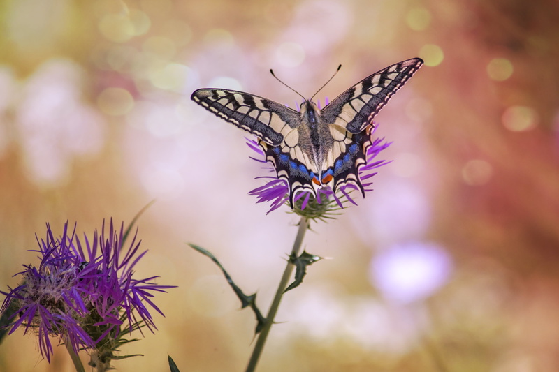 φύση, tilt, butterfly - Insect, lens, insect, beauty In Nature, photography, animal Wing, flower, 4K, Rethymno, Crete, summer, animal, butterfly  flower