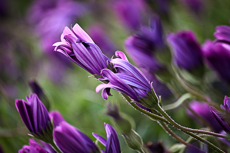 beauty In Nature, spring, petal, bokeh, flower, macro-shot, purple, φύση, shot, flower Head, photography, purple flower, Rethymno, nature, Wildflowers