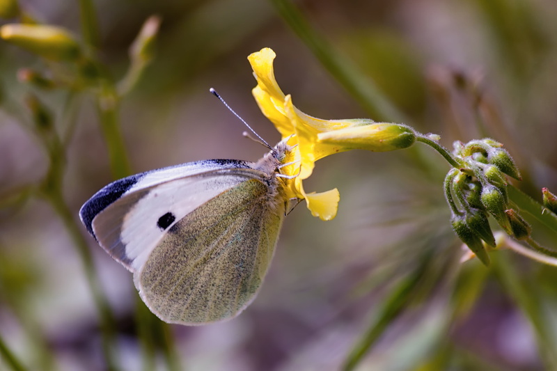 Κρήτη, 4K, photography, nature, petaled, Rethymno, butterfly, φύση, insect, yellow, spring, close-up, plant, selective, butterfly  flower, white, animal