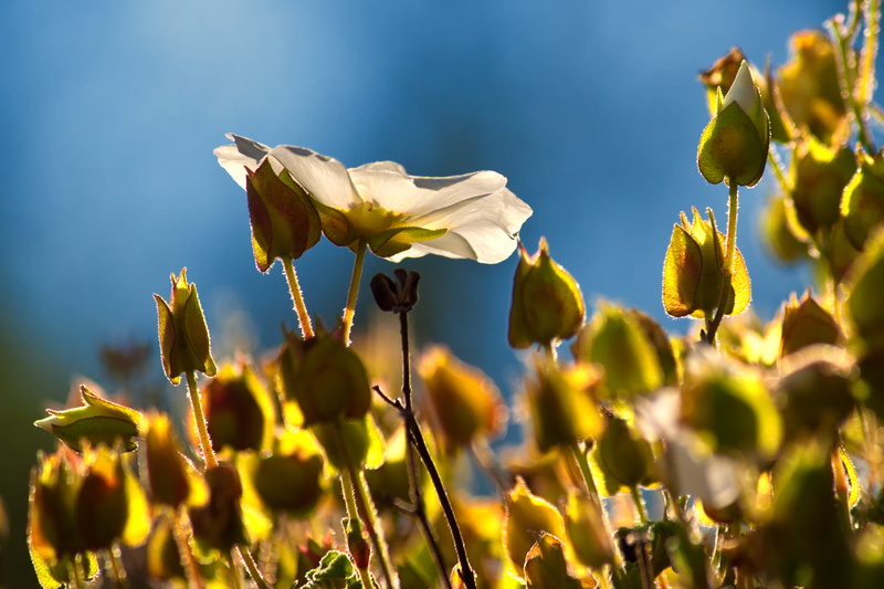 wildflowers, tilt, nature, photography, spring, Open, Crete, plant, 4K, shift, Rethymno, springtime, summer, flowers, tilt shift photography, yellow, Κρήτη