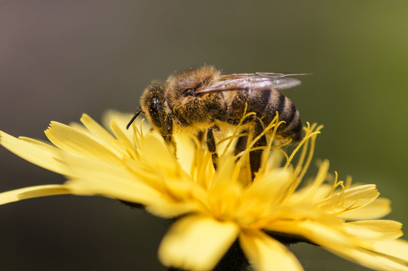 macro, nature, Crete, pollen, pollination, selective focus, 4K, spring, μέλισσα, petaled, Honeybee, Κρήτη, flower, animal, bee, yellow, Rethymno, selective