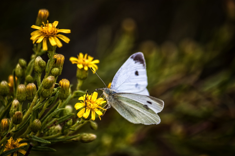 φύση, black, yellow, Crete, 4K, Rethymno, butterfly, bokeh, black butterfly, white, nature, Κρήτη, flower