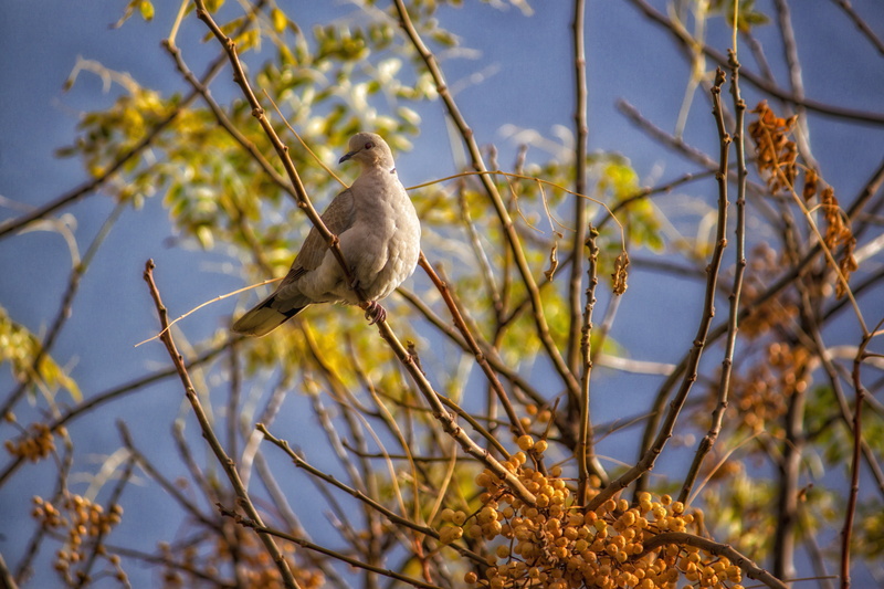 macro shot, shot, pigeon, macro, branches, περιστέρι, Rethymno, nature, sky, 4K, tree, Crete, gray, Κρήτη, Looking up, ουρανός, φύση, bird