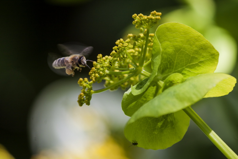 insect, 4K, Crete, green Color, plant, wildflower, spring, honey, green, μέλισσα, flower, φύση, springtime, close, green plant, pollen, close-up, Κρήτη