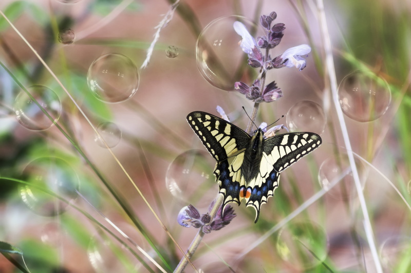 purple flower, flower, photography, summer, perching, buttery, swallowtail, Κρήτη, close, Rethymno, insect, Eastern tiger swallowtail, eastern, spring