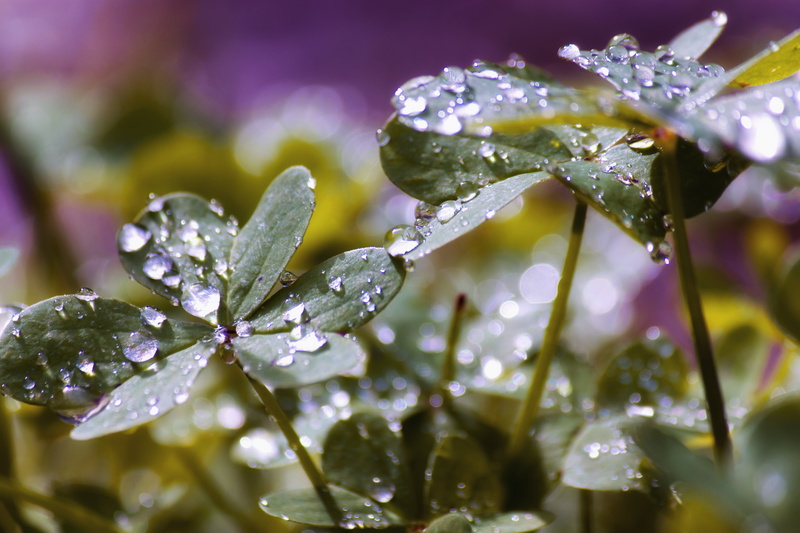 φύση, springtime, Crete, Rethymno, 4K, leaf, raindrop, leaves, plant, summer, nature, wet, green Color, photography, macro, drop, freshness, dew, macro photography