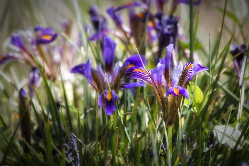purple Iris, Rethymno, flower, selective, selective focus, focus, 5K, plant, springtime, flower Head, nature, flowers, crocus, φύση, spring, purple, iris