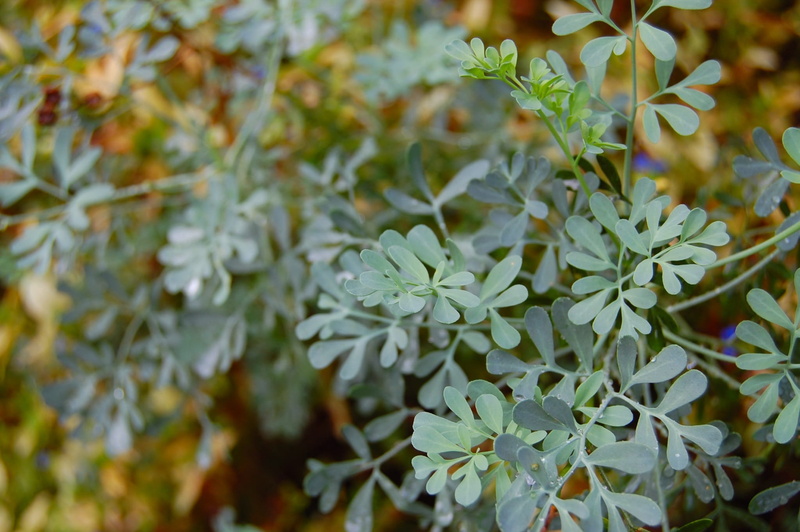 herb-of-grace, herb, day, flower head, vulnerability, growth, plant part, selective focus, flowering plant, freshness, plant, green color, close-up, 1080P