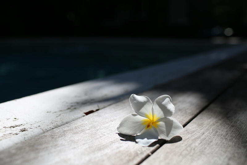 no people, beauty in nature, optimisic, purity, lonely flower, sunlight, wood - material, flower, day, happy, freshness, fragility, swimming pool, inflorescence