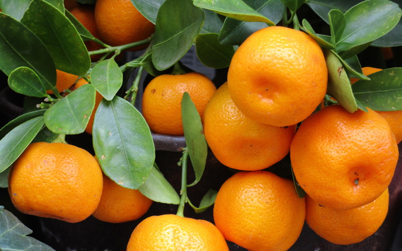 Download 3840x2400 tangerines, 4K, fruit backgrounds, juicy, branch, tangerines
