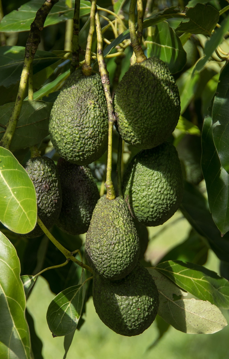 hass avocado, green, focus on foreground, growing, no people, wellbeing, fruit, unripe, avocados, nature, leaf, hanging, green color, plant part, close-up