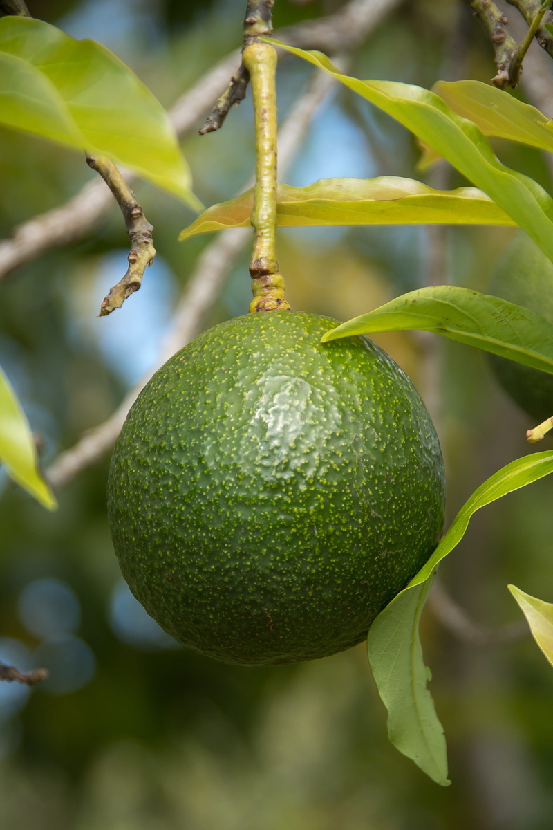 plant, plant part, growing, reed, 2K, reed avocado, health, passion fruit, green color, focus on foreground, no people, close-up, nature, beauty in nature