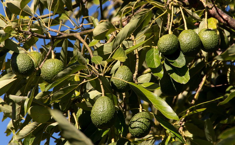 healthy eating, leaf, 2K, fruit, no people, focus on foreground, ripe, food, growth, day, growing, avocados, nature, sunlight, freshness, green color