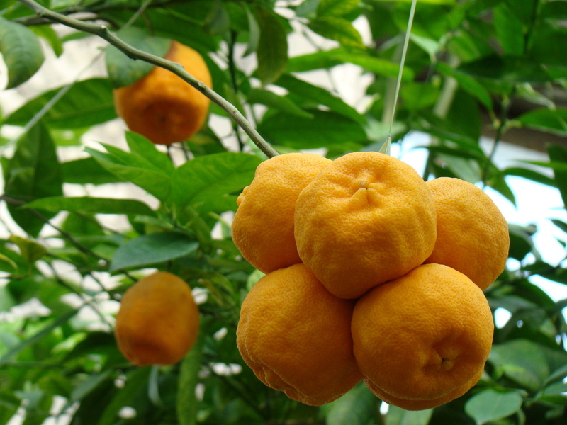 freshness, no people, wellbeing, citrus fruit, vitamins, ripe, mandarins, growth, fresh, nature, fruit, whole fruit, tropical fruit, oranges, plant, focus on foreground