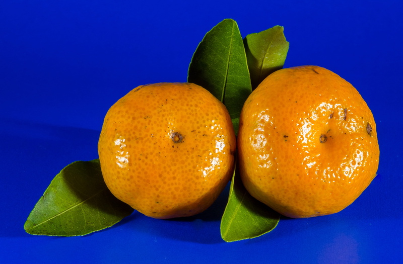 citrus fruit, studio shot, colored background, blue background, food and drink, Fruit, Citrus, Orange, orange color, indoors, blue, no people, food, 4K