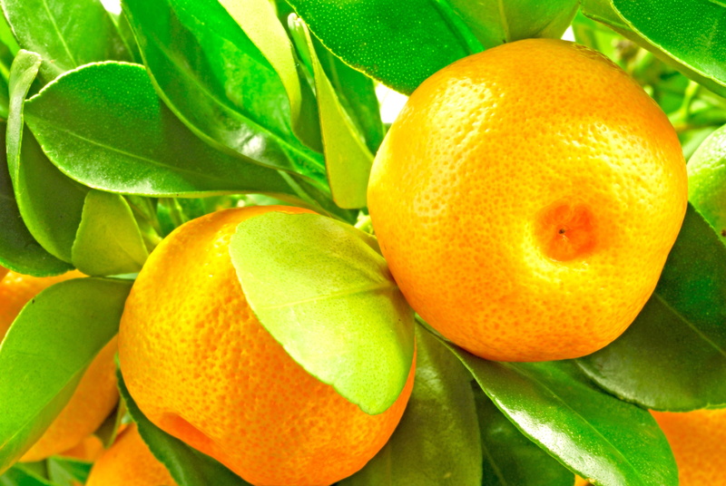 no People, nature, mandarin Orange, fruit, organic, orange - Fruit, tangerine, green Color, summer, growth, plant part, antioxidant, vitamin, sweet Food