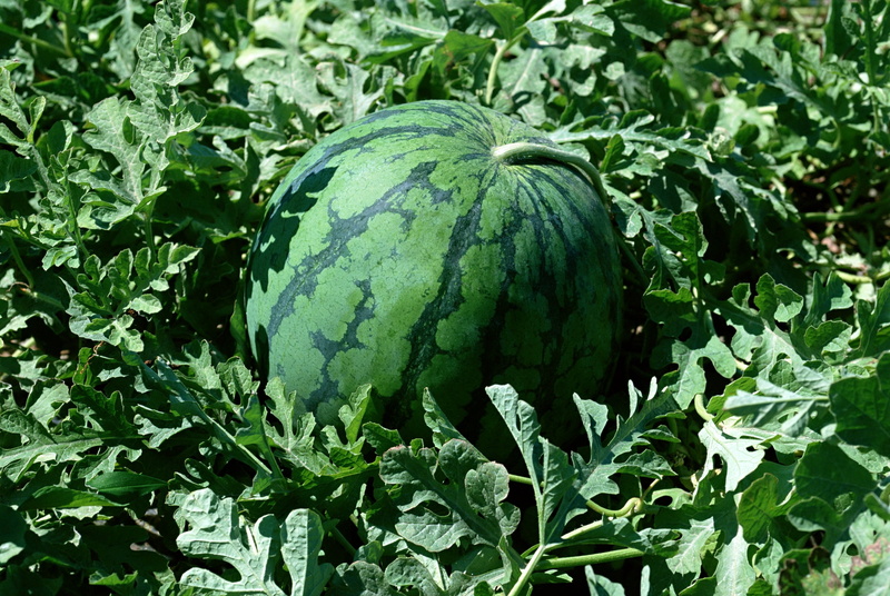 vegetable, melon, bed, crop, fruit, agriculture, 2K, harvesting, organic, leaf, green Color, close-up, freshness, raw Food, land, nature, beauty in nature