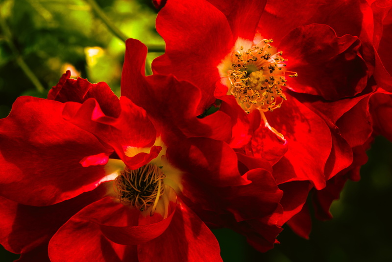 4K, roses, briar, petals, macro