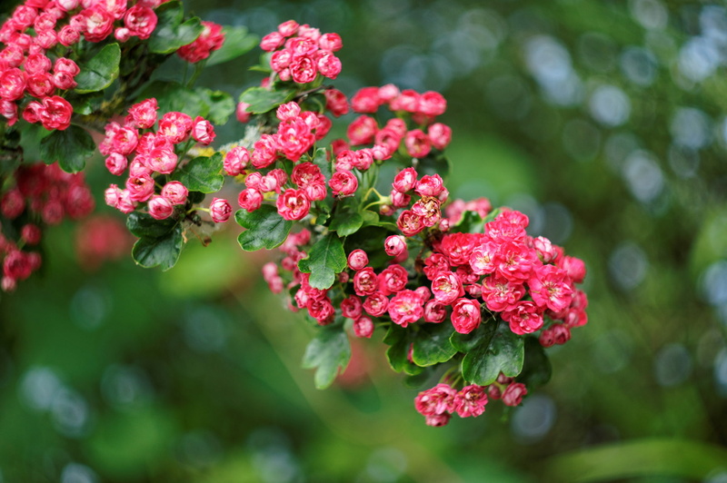 pink, briar, 1080P, freshness, fragility, flower head, blur. glare, plant, no people, petal, leaf, nature, day, flowering plant, flowers, flower, vulnerability