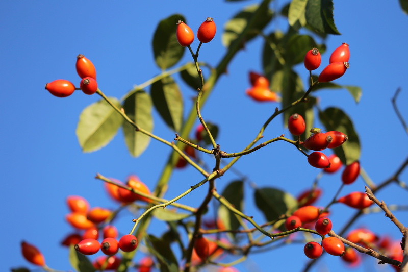 low angle view, 4K, fruit, sky, close-up, beauty in nature, meadow, branch, leaf, outdoor, rowanberry, berries, wild, food and drink, outdoors, day, autumn