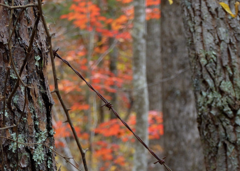 branch, plant, day, tree trunk, land, trees, nature, outdoors, no people, orange color, beauty in nature, lichen, growth, autumn, non-urban scene, forest