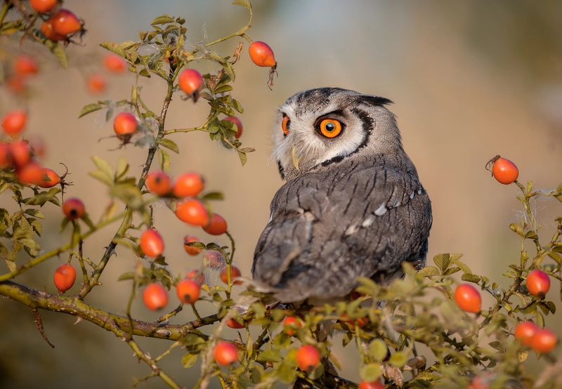 1080P, briar, branch, Bush, bird, berries, owl