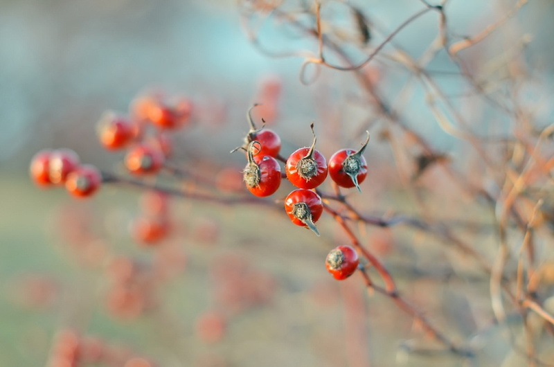 Briar, berries, autumn, 1080P, nature