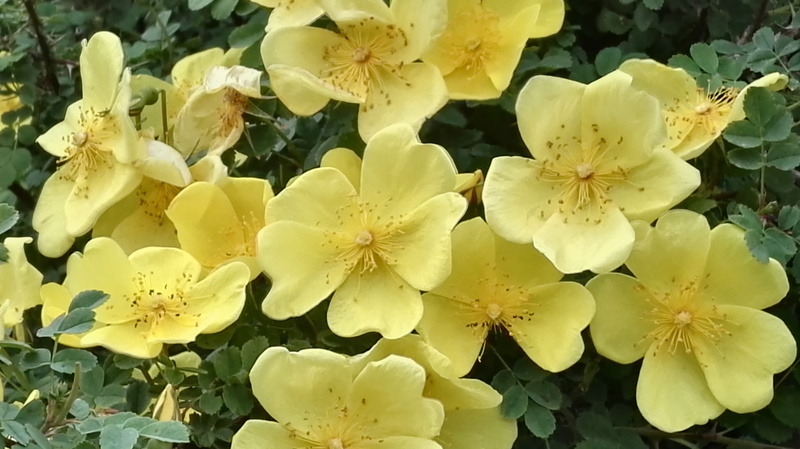 yellow, outdoors, flower head, fragility, petal, yellow briar, wild rose, beauty in nature, plant, inflorescence, botany, vulnerability, day, growth, flower