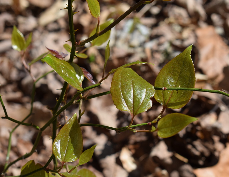 freshness, high angle view, day, wild food, growth, close-up, selective focus, green briar vine, beauty in nature, 4K, plant, foliage, beginnings, food