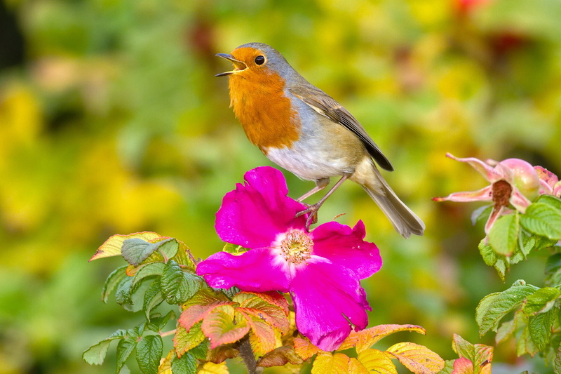 white, flowering plant, nature, plant, perching, vertebrate, beauty in nature, yellow, Robin, outdoors, plant part, petal, flower head, no people, animal themes