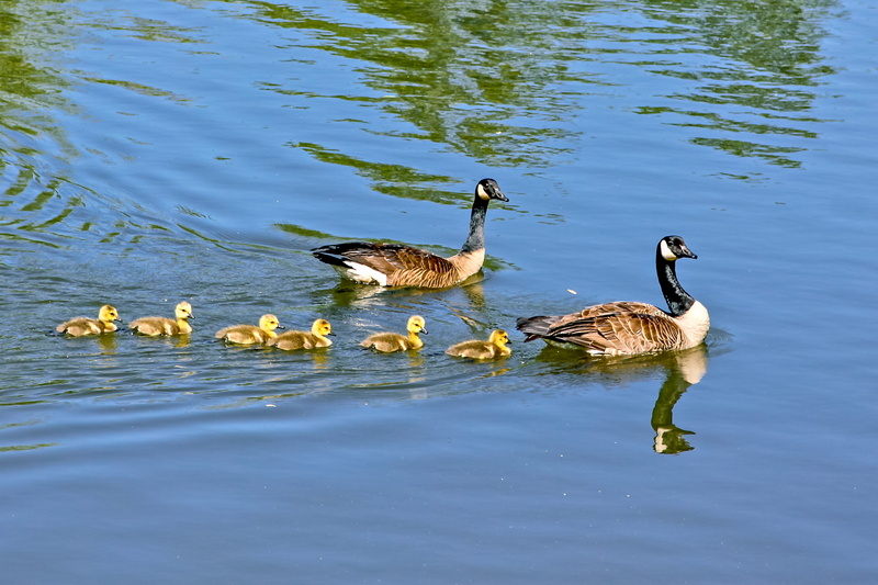 cygnet, birds, ducks, 2K, family, no people, goose, young animal, pond, sweet briar, nature, group of animals, united states, gooslings, waterfront, water
