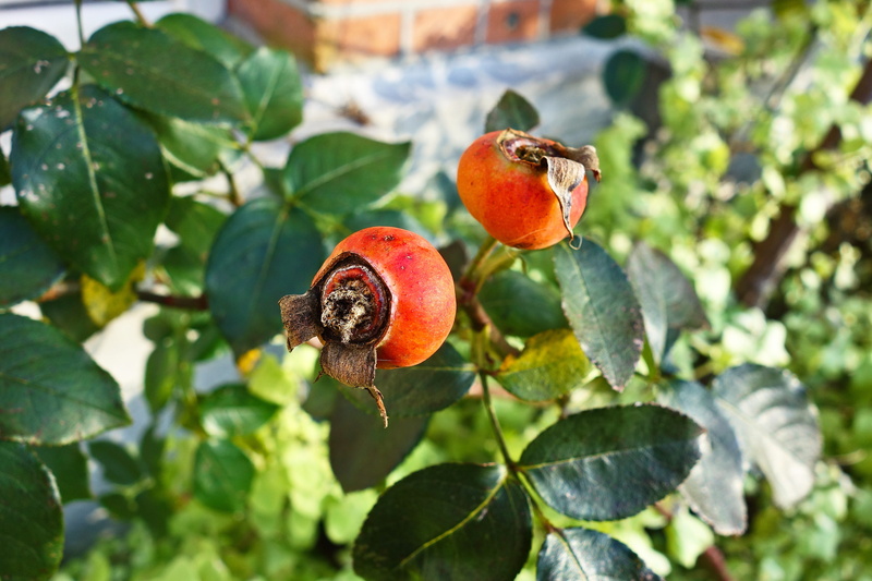 close-up, vitamin c, rose bush, herb, 4K, green color, beauty in nature, no people, day, vitamin, medicine, dogrose, fall, leaf, fruit tree, rose hip