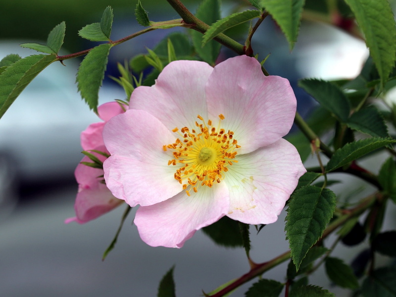 leaves, macro, petals, 1080P, briar