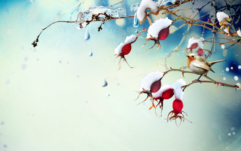 bird, food and drink, branch, drops, fruits, close-up, growth, fruit, berries, day, briar, healthy eating, tree, berry fruit, rose hip, beauty in nature