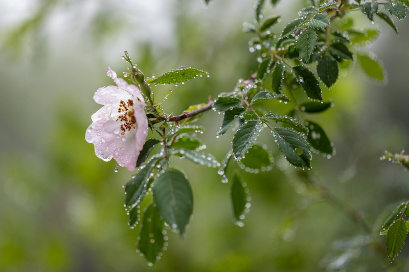 briar, branch, nature, water, flower, drops, leaves, 1080P