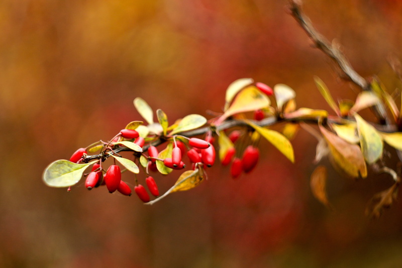 branches, blurred, 4K, autumn, briars, leaves, Nature