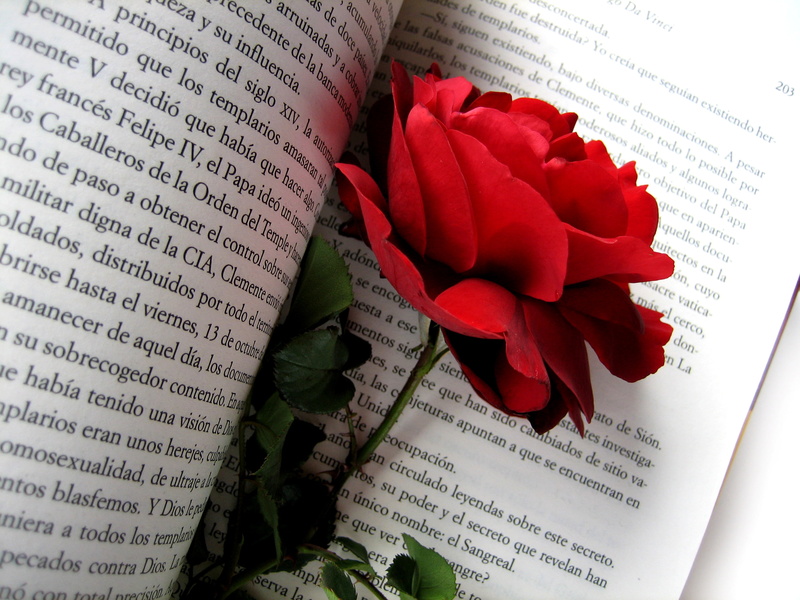 2K, book, flowers, red rose, petals, briar, red, rose, text, Bud, flower, nature