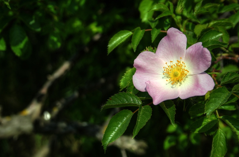 Leaves, briar, Macro, 2K, Spring, Flower, Pink flower