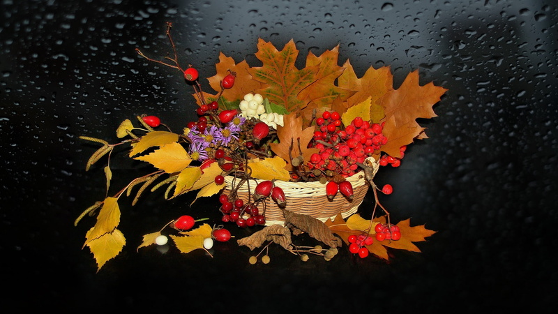 Still life, 1080P, briar, photo Elena Anikina, AUTUMN, Rowan