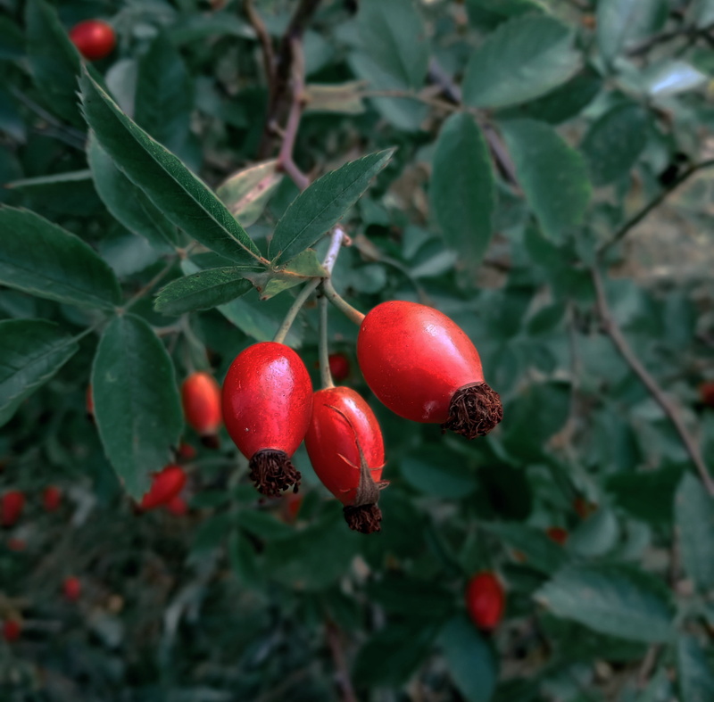 Bush, shrub, sheet, 2K, macro, briar, berry, dogrose, leaves