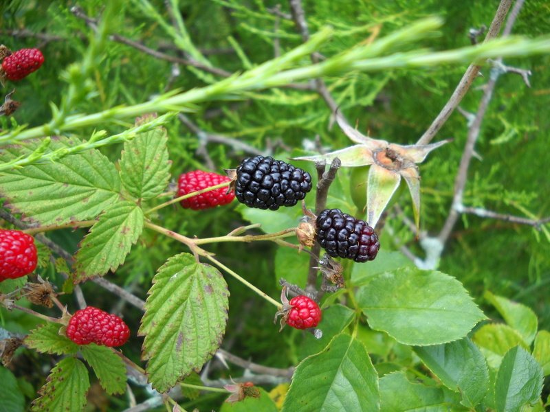 food and drink, fruit, nature, 2K, food, green, plant, unripe, close-up, blackberry, growth, no people, leaf, focus on foreground, berry, red, raspberry