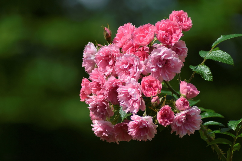macro, 2K, background, branch, flowers, Briar wrinkled, briar