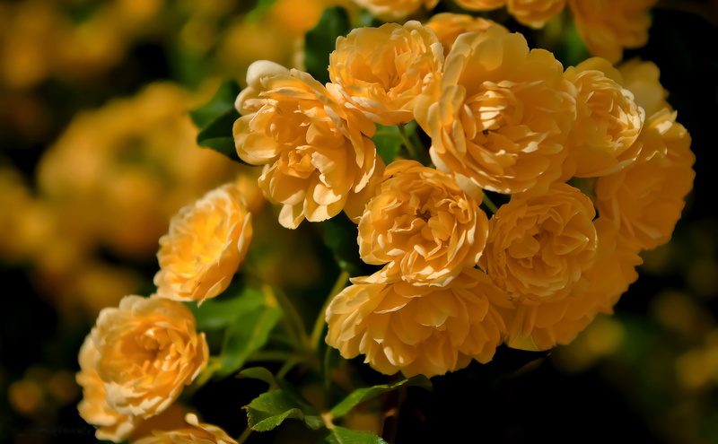 Rose Banks, 4K, macro, briar