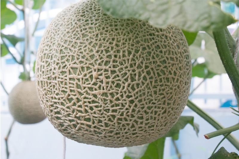 food, melon, fruit, food and drink, freshness, natural pattern, cantaloupe, nature, plant part, leaf, plant, growth, green color, focus on foreground, outdoors
